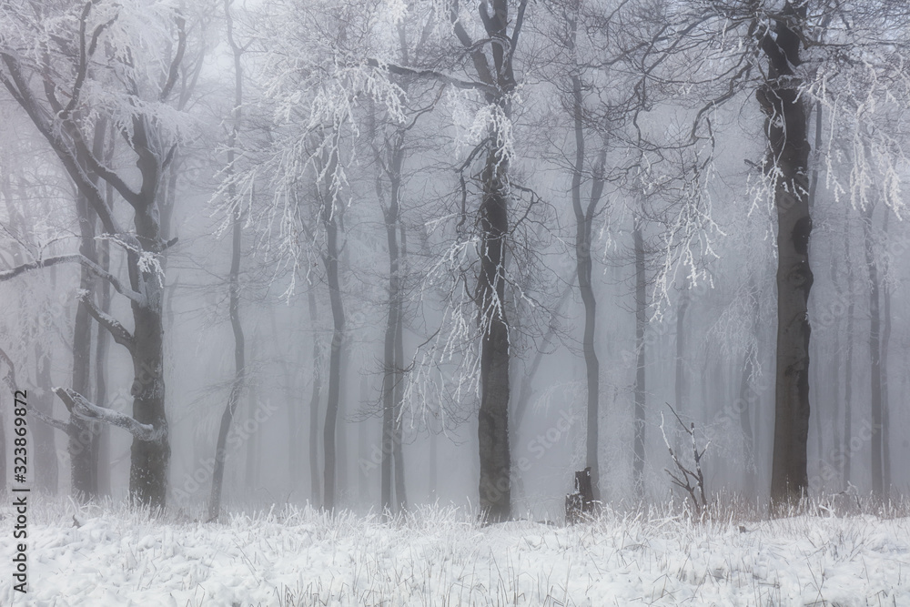 Winter forest in the mountains. Majestic winter treet. Winter forest in the mountains. Majestic winter treet.