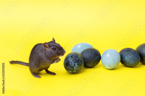 A small black rodent - a gerbil runs among the dark-colored Easter eggs on a yellow background