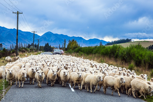 Thousands of sheep herd