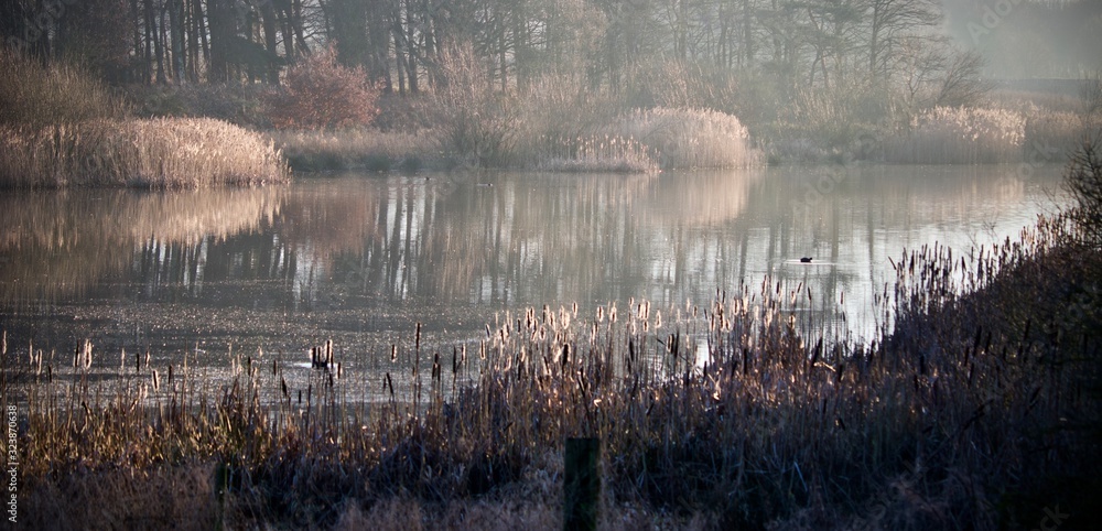 Fototapeta premium Winter landscape with trees and reflections 