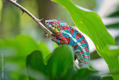 Obraz na plátně Panther Chameleon - Furcifer pardalis, Madagascar