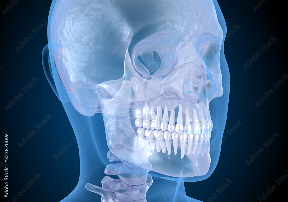 Human head in xray view. Medically accurate 3D illustration Human head in xray view. Medically accurate 3D illustration