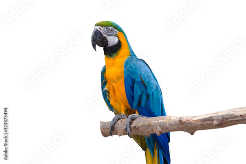 Behang Bird Blue macaw parrot with isolated white background