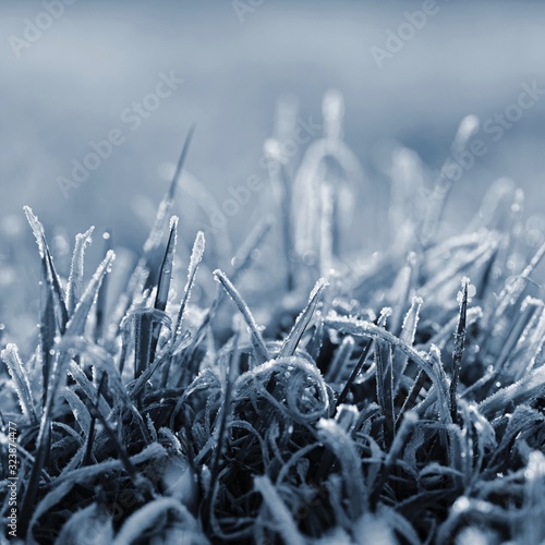 Frozen grass. Beautiful natural colorful background for winter season.