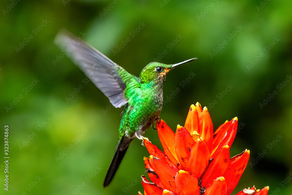 Fototapeta premium Amazilia decora, Charming Hummingbird, bird feeding sweet nectar from flower pink bloom. Hummingbird behaviour in tropic forest, nature habitat in Corcovado NP, Costa Rica. Two bird in fly, wildlife.