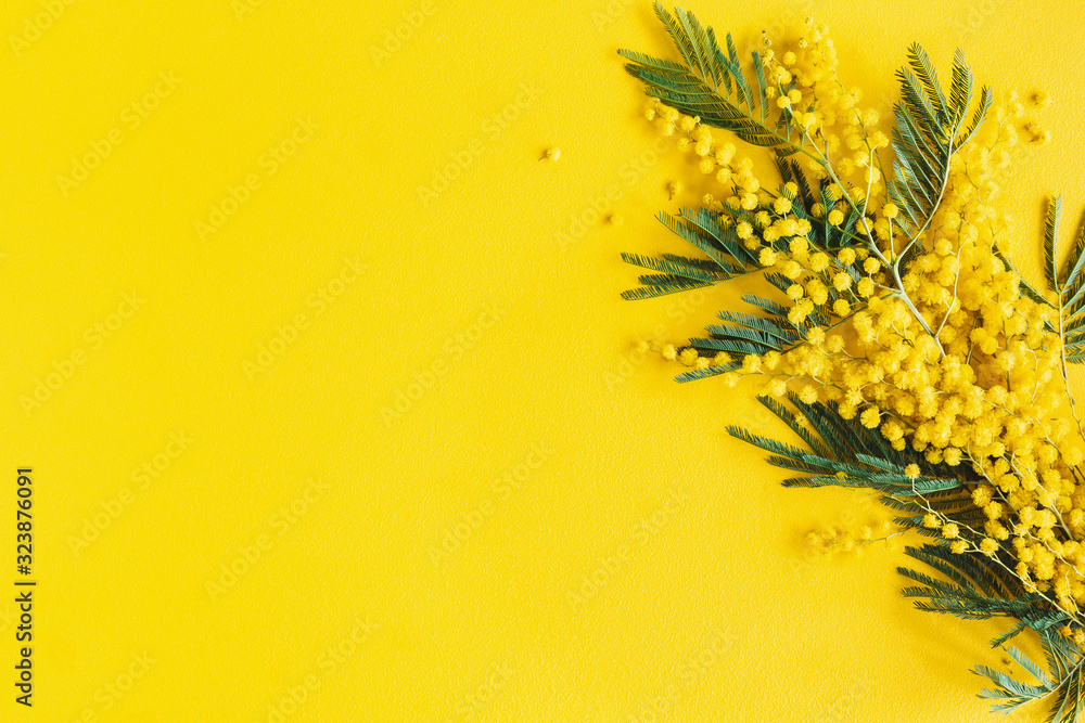 Flowers composition. Mimosa flowers on yellow background. Spring concept. Flat lay, top view