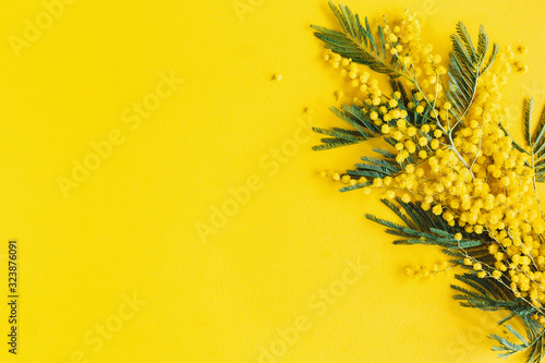 Flowers composition. Mimosa flowers on yellow background. Spring concept. Fla...