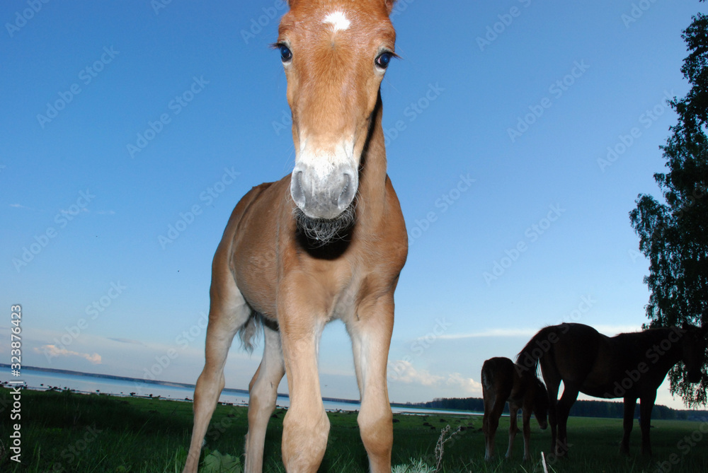 Obraz premium Foal in the forest.