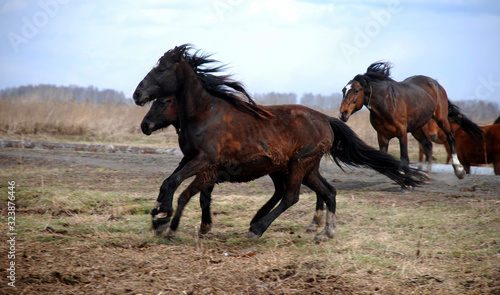 Horses frolic in the wild. © Salavat Safiullin