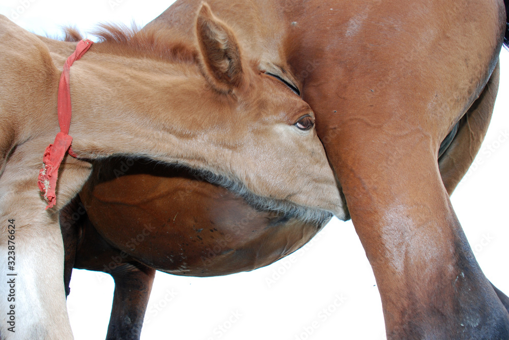 Obraz premium Foal in the forest.