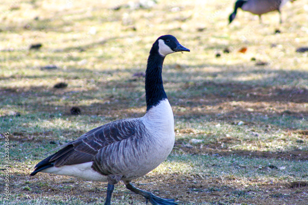 A profile of a goose as it wanders alongside the lake. A profile of a goose as it wanders alongside the lake.