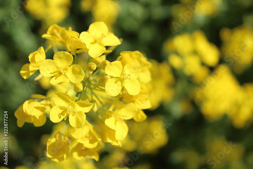 Yellow flowers in the meadow