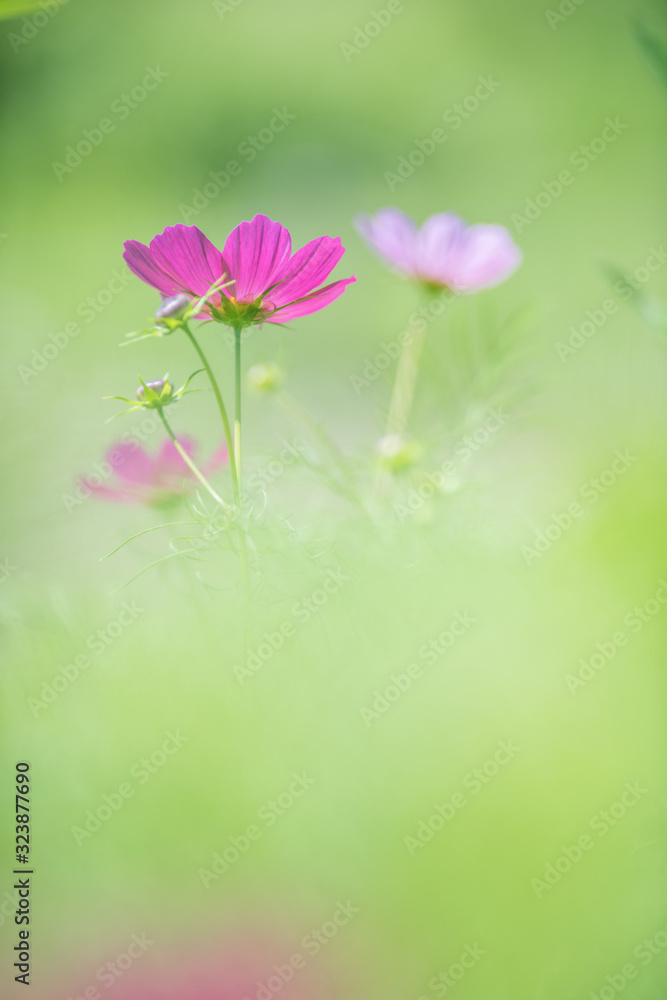Fototapeta premium コスモス