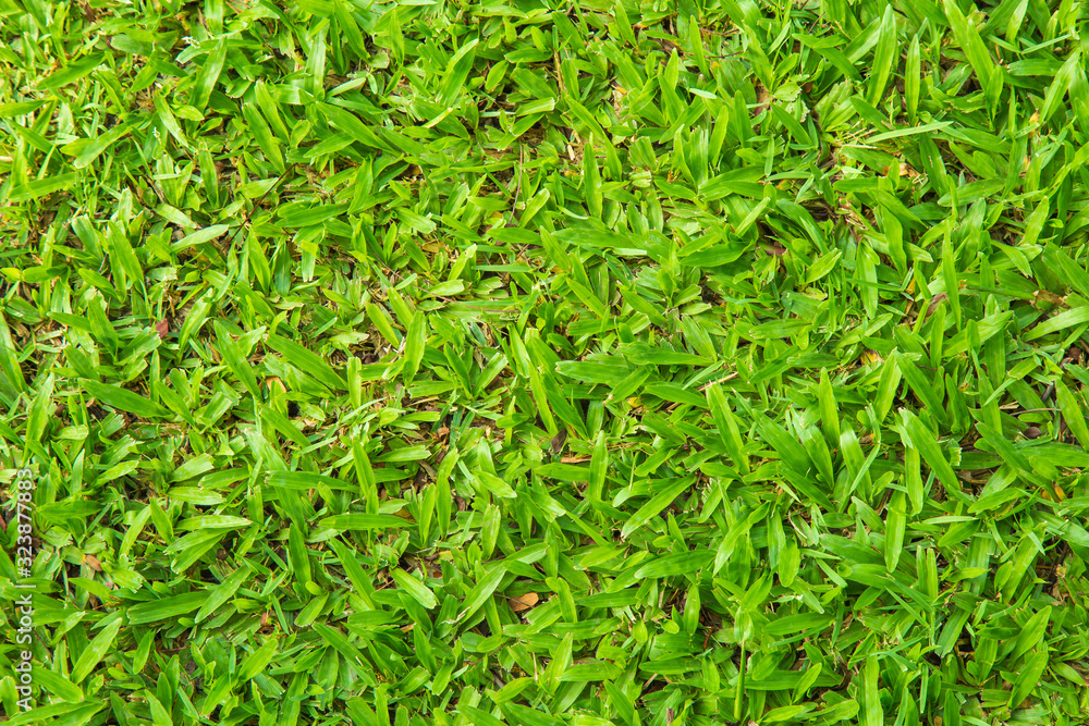 Top view nature of green grass for background. Top view nature of green grass for background.