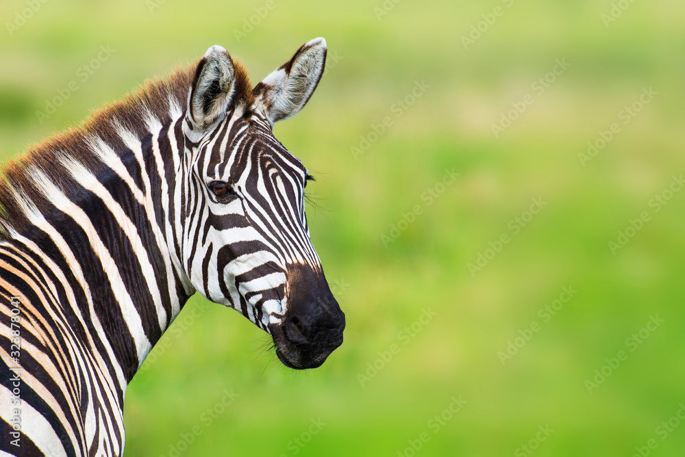 Closeup zebra head against green blurred background - obrazy, fototapety, plakaty 