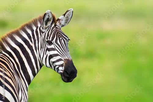 Obraz Closeup zebra head against green blurred background
