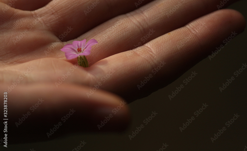 Pink flower on the palm of the hand