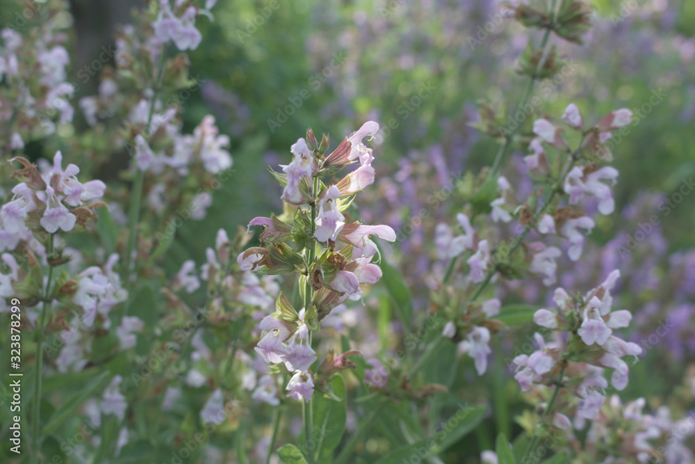 Close up beautiful blue Salvia flower blooming in outdoor garden with blurred background.Purple Salvia is herbal plant in the mint family.Botanical,natural,herb and flower concept.