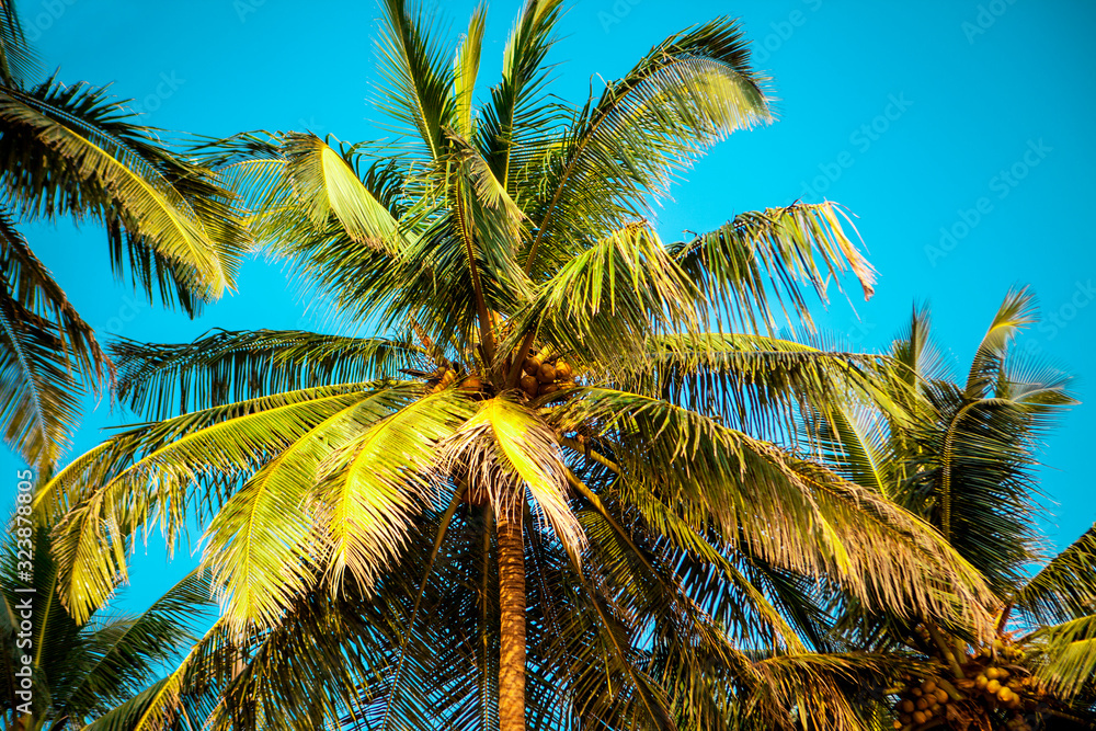 Fototapeta premium Cola beach Goa. South Goa India, Sunny tropical beach.