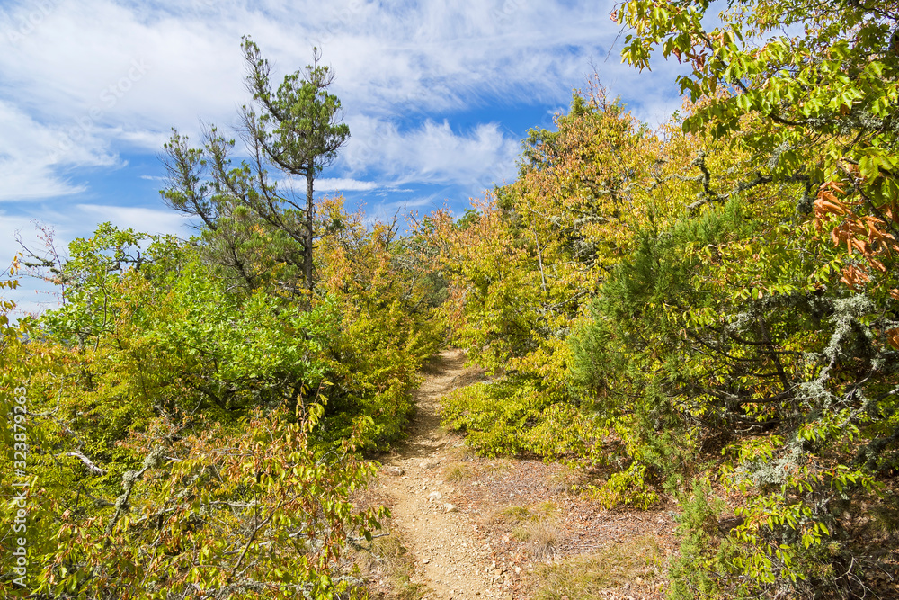 Path in the mountain forest. Path in the mountain forest.