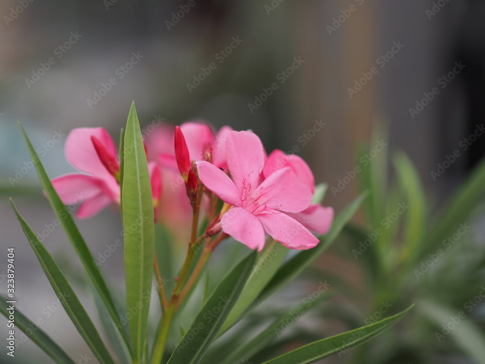 Sweet Oleander, Rose Bay, Nerium oleander name pink flower tree in garden on blurred of nature background, leaves are single oval shape not thick hard with dark green Sweet Oleander, Rose Bay, Nerium oleander name pink flower tree in garden on blurred of nature background, leaves are single oval shape not thick hard with dark green