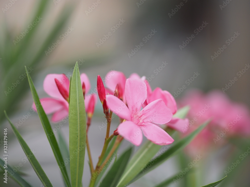 Fototapeta premium Sweet Oleander, Rose Bay, Nerium oleander name pink flower tree in garden on blurred of nature background, leaves are single oval shape, The tip and the base of the pointed smooth