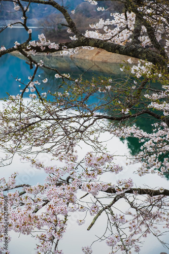 Wallpaper Mural 湖畔の桜 Torontodigital.ca