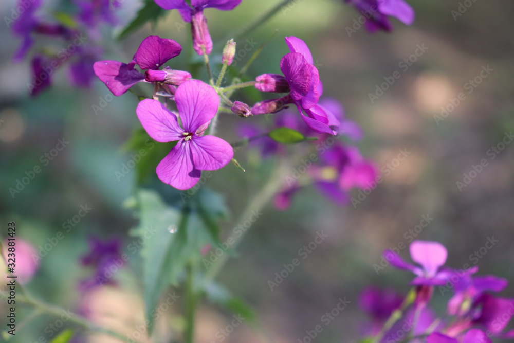 Top view close up of the vibrant pink flowers of Lunaria annua, called honesty or annual honesty is a species of flowering plant. Medicinal plants, herbs in the garden.Blurred background.