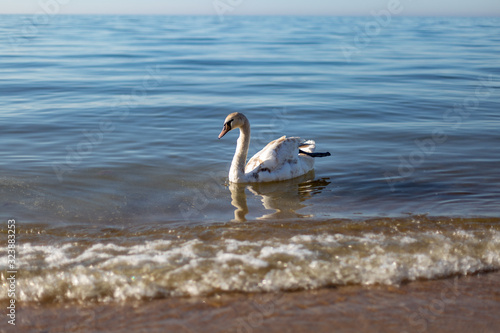 Beautiful white swan swimming on water surface, side view. Elegant wild bird floating alone outdoors in sea. Animal protection care ecology environment. Sea at Sunny day.