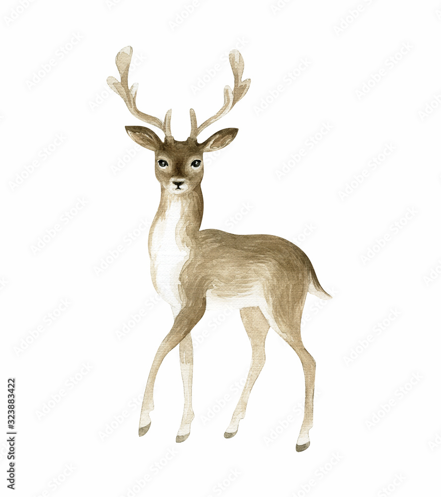 Beautiful deer. Hand painted watercolor illustration isolated on a white background. Beautiful deer. Hand painted watercolor illustration isolated on a white background.