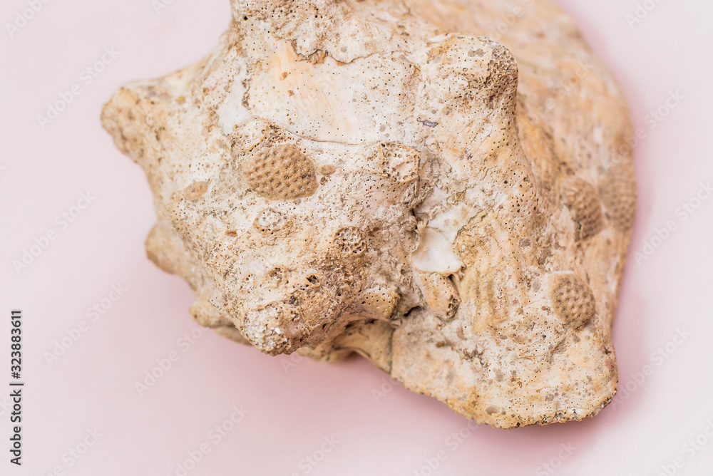 Old big sea shell on pink background Old big sea shell on pink background
