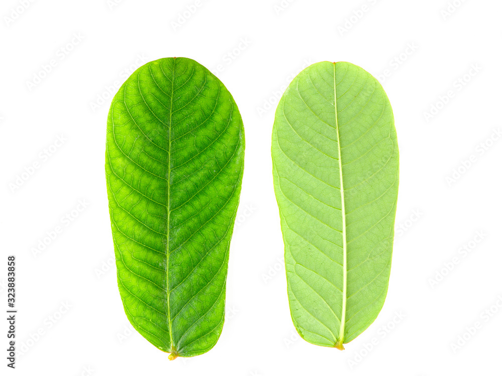 Close-up leaves on white isolated, green leaf Close-up leaves on white isolated, green leaf