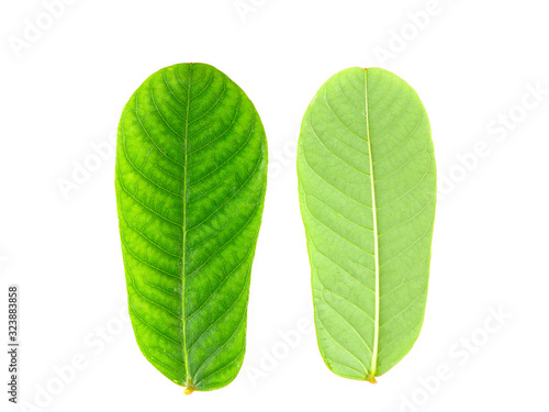 Close-up leaves on white isolated  green leaf