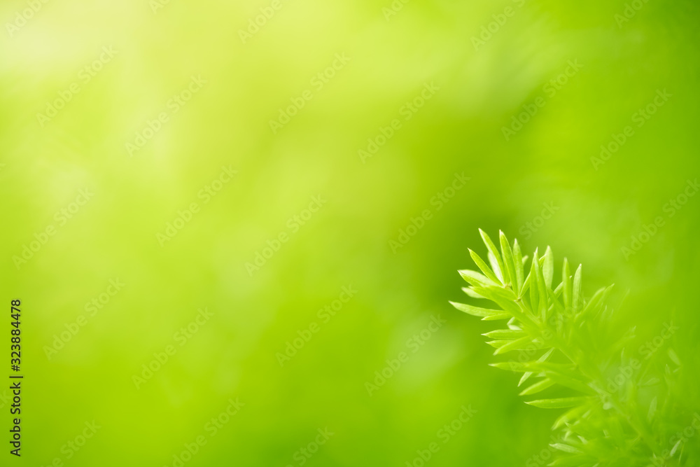 Closeup of beautiful nature view of green leaf on blurred greenery background in garden with copy space using as background natural green plants landscape, ecology, fresh wallpaper concept. Closeup of beautiful nature view of green leaf on blurred greenery background in garden with copy space using as background natural green plants landscape, ecology, fresh wallpaper concept.