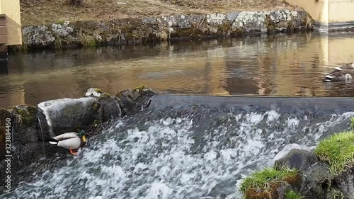 Wallpaper Mural カルガモとマガモの川上り Torontodigital.ca