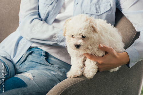 cropped view of woman holding Havanese puppy and sitting on armchair