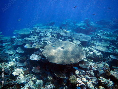 Colorful coral reefs with hard coral