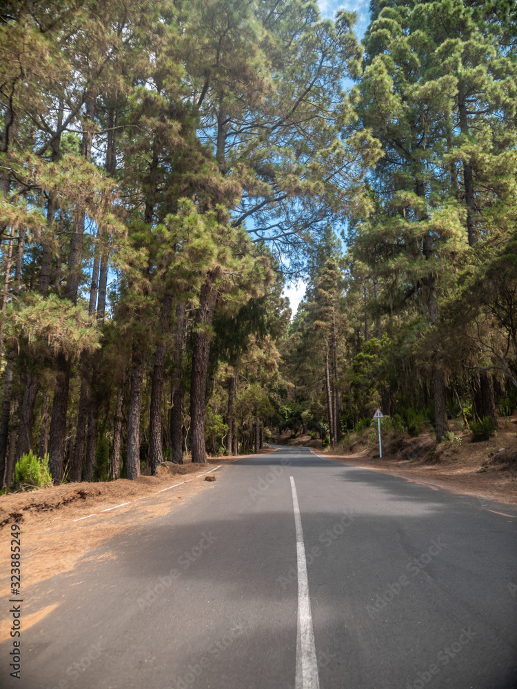 Beautiful image of long higway road in mountains surrounded by high pine trees Beautiful image of long higway road in mountains surrounded by high pine trees