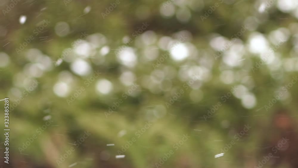 custom made wallpaper toronto digitalBeautiful winter natural video background. White fresh snowflakes falling down slowly isolated at blurry defocused green trees.