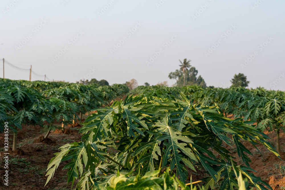 Young papaya fruit on papaya tree in farm. Young papaya fruit on papaya tree in farm.