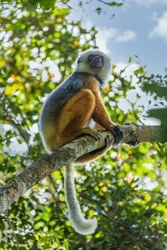 Diademed sifaka sitting on a branch in the trees photo
