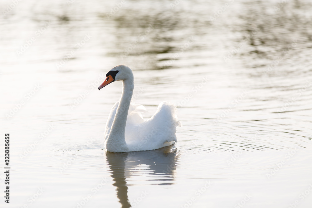 beautiful white swan swims in a pond. Romantic bird in a lake beautiful white swan swims in a pond. Romantic bird in a lake