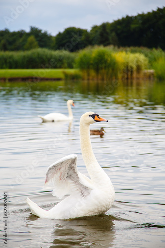 beautiful white swan swims in a pond. Romantic bird in a lake
