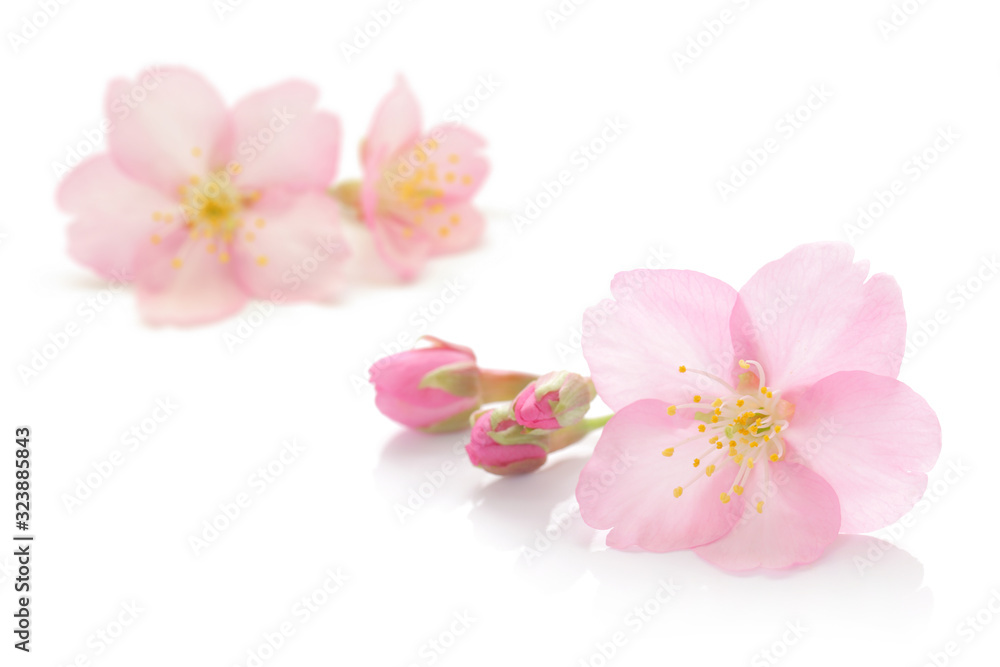  桜 花 春 ピンク 白 背景