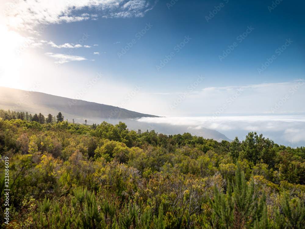 Beautiul image of clouds covering big forest growing on mountain at bright sunny day