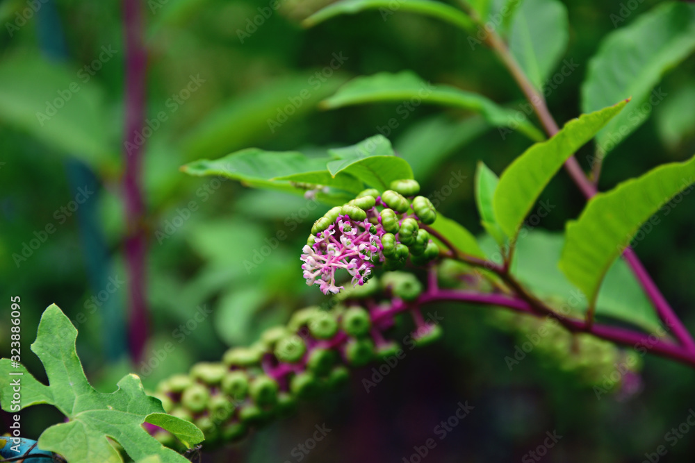 plant with green leaves and purple stems in the summer garden forming a background, plant with green leaves and purple stems in the summer garden forming a background,