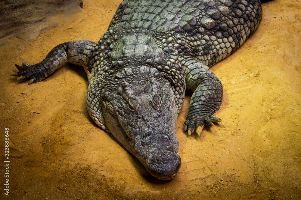 Obraz premium cocodrilo