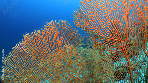 Underwater Sea Fan red Gorgonia. Underwater Maldivian landscape.