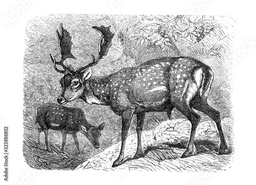 Fallow deer  Dama dama  Antique engraved illustration from Brockhaus Konversations-Lexikon 1908