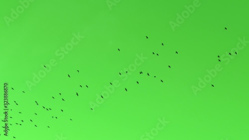 A flock of birds flies against the blue sky. photo